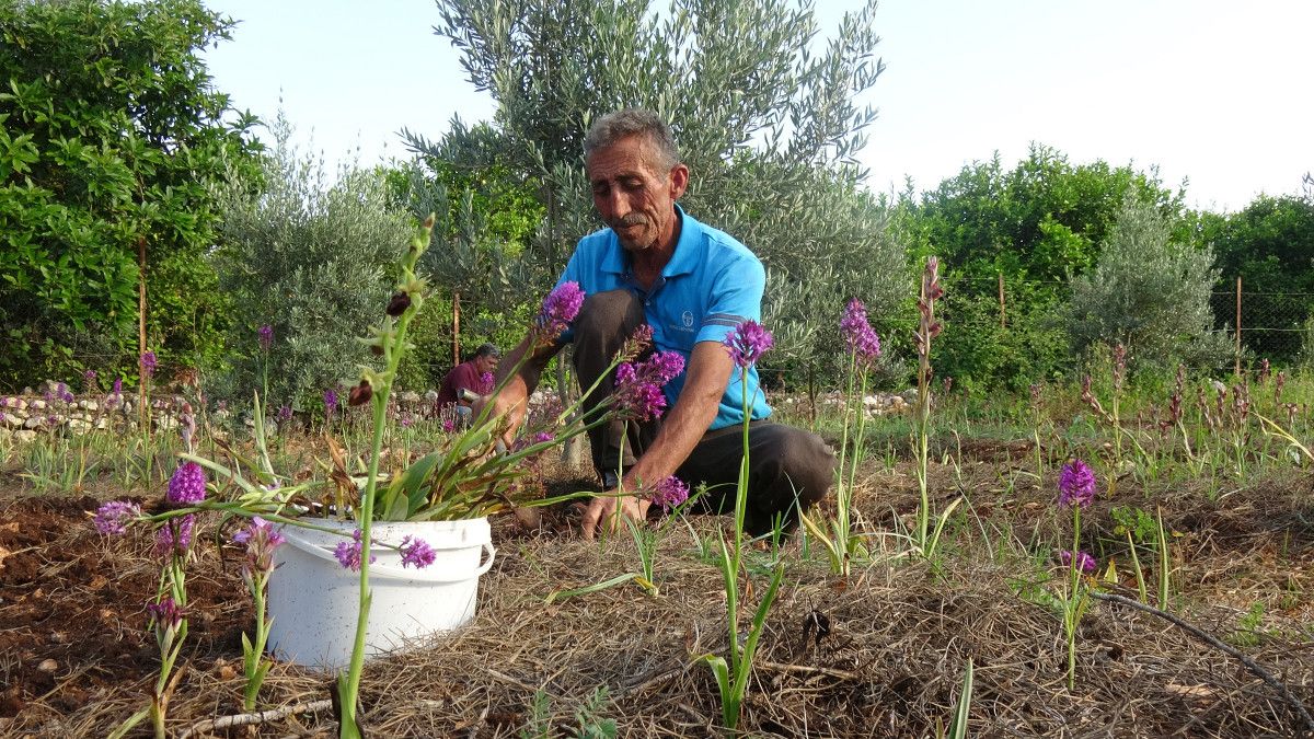 Mersin'de hasat edilen salebin kilosu 300 TL'den satılıyor