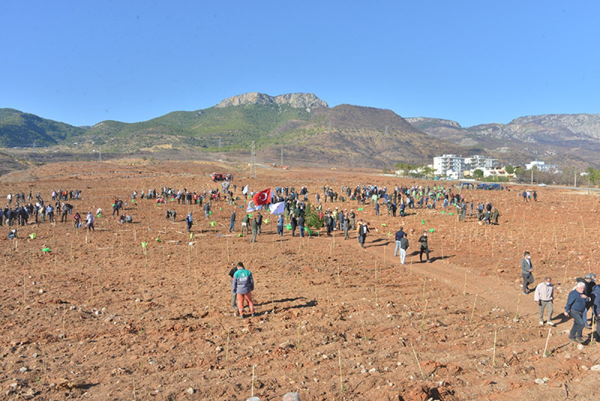 Mersin'de yanan ormanlar 1,5 milyon fidanla buluşacak
