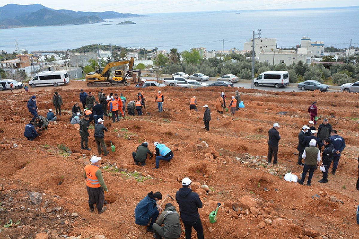 Mersin'de yanan ormanlar 1,5 milyon fidanla buluşacak