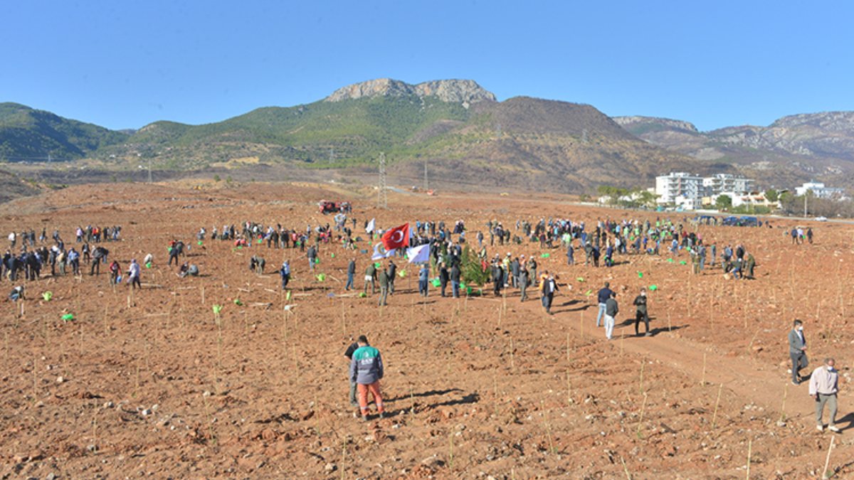 Mersin'de yanan ormanlar 1,5 milyon fidanla buluşacak