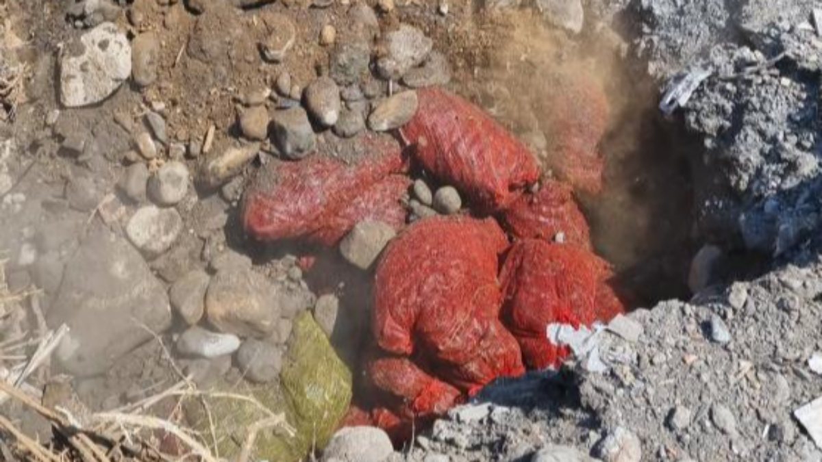 Muğla'da 1.5 ton kaçak midye imha edildi