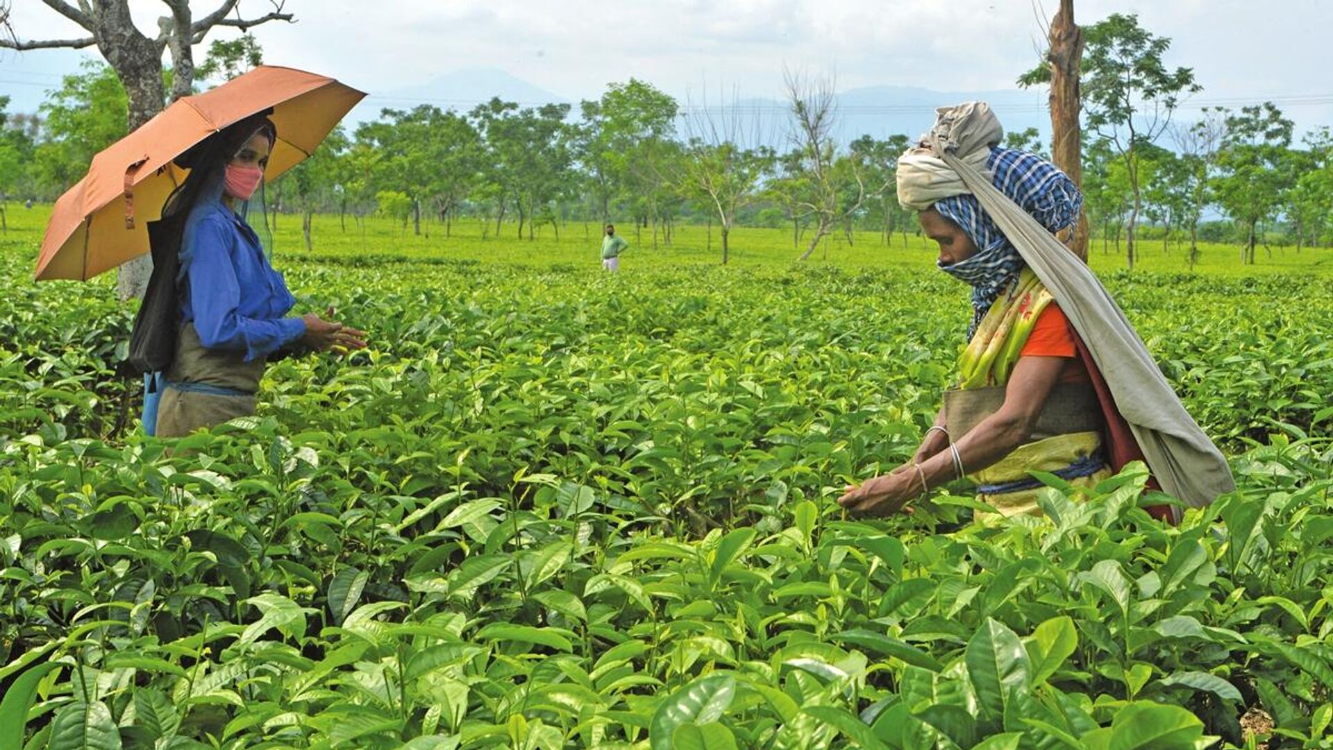 Sıcaklığın 46 dereceye çıktığı Hindistan&#039;da eğitim, tarım ve enerji kaynakları zorda