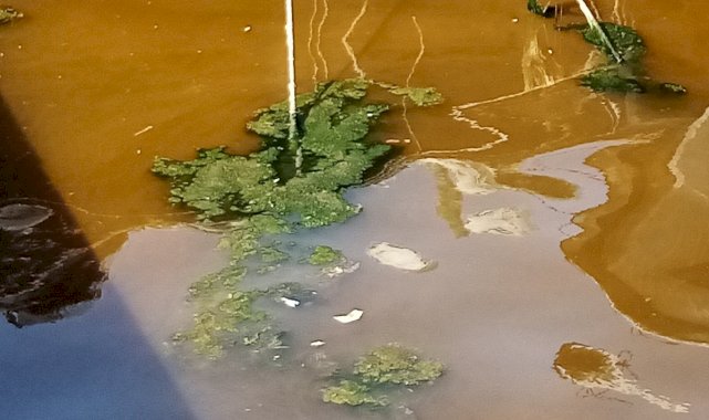 Balıkesir'de denizin kızıla dönmesi sevindirdi