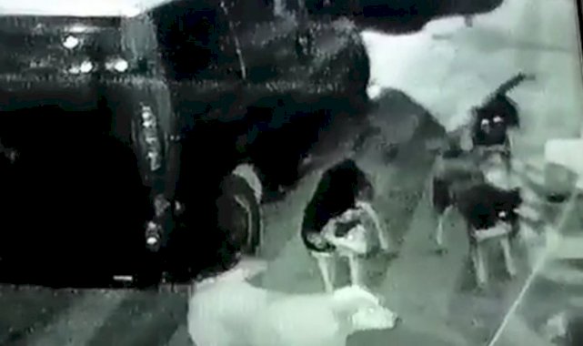 Sultangazi'de başıboş köpek dehşeti: Kedileri parçaladılar