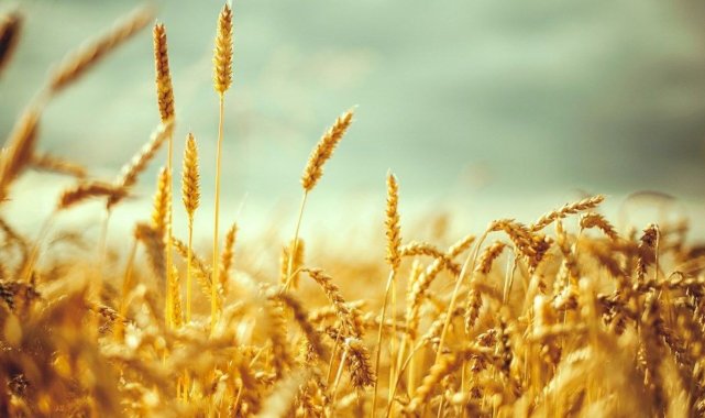 Tarım ve Orman Bakanlığı'ndan 'Hindistan'dan buğday ithal edildiği' iddialarına açıklama