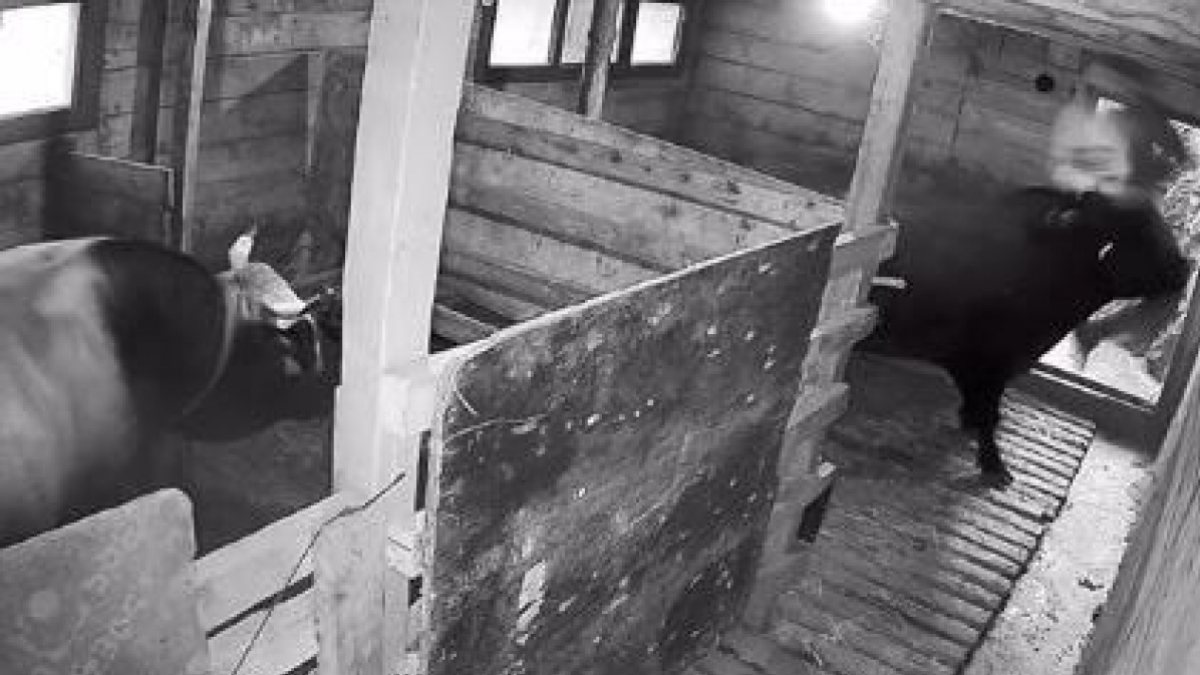 Artvin'de boğanın saldırdığı şahıs hastanelik oldu