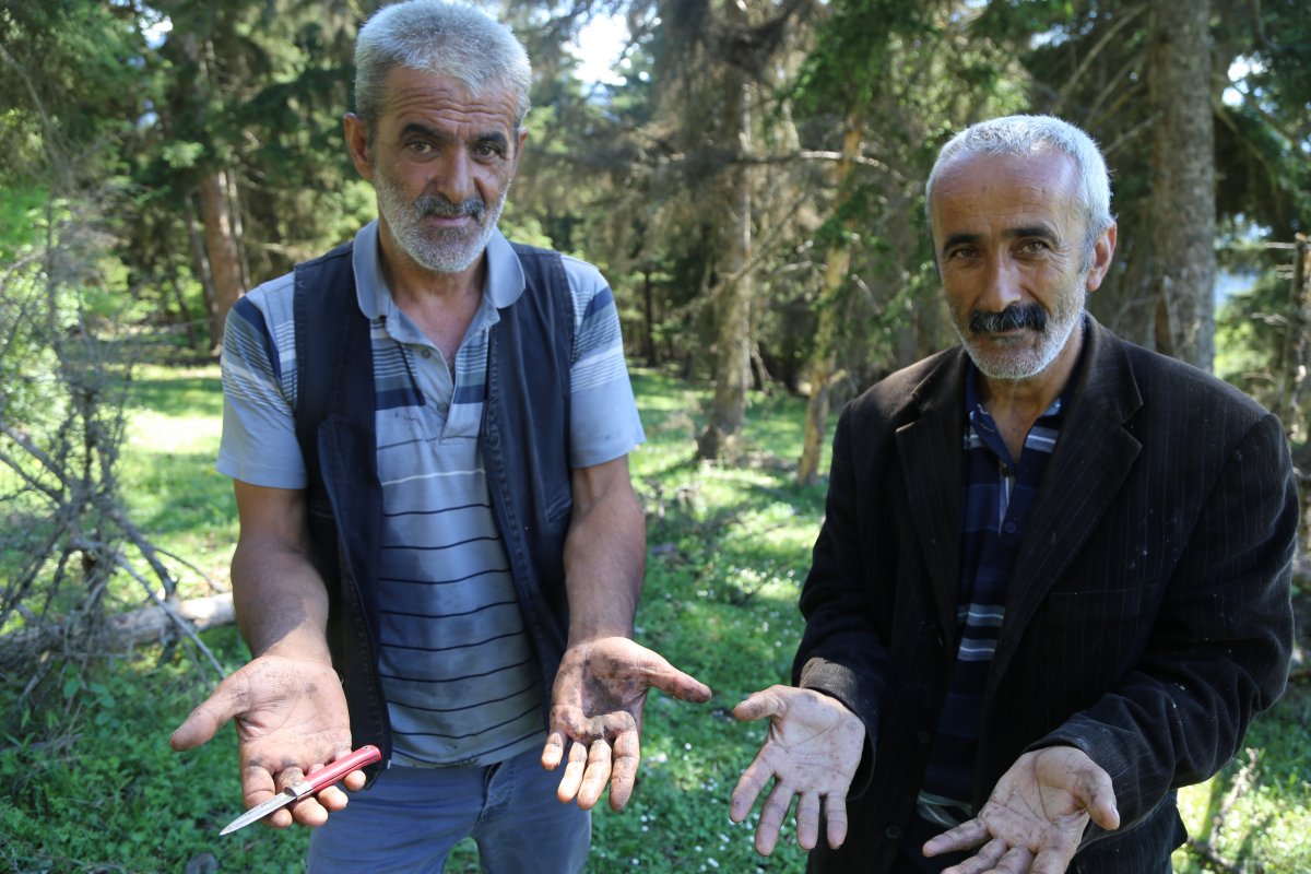 Artvin’de çam sakızının fiyatı altınla yarışıyor