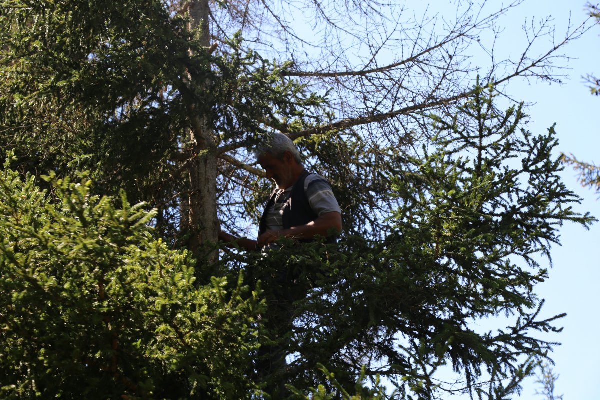 Artvin’de çam sakızının fiyatı altınla yarışıyor