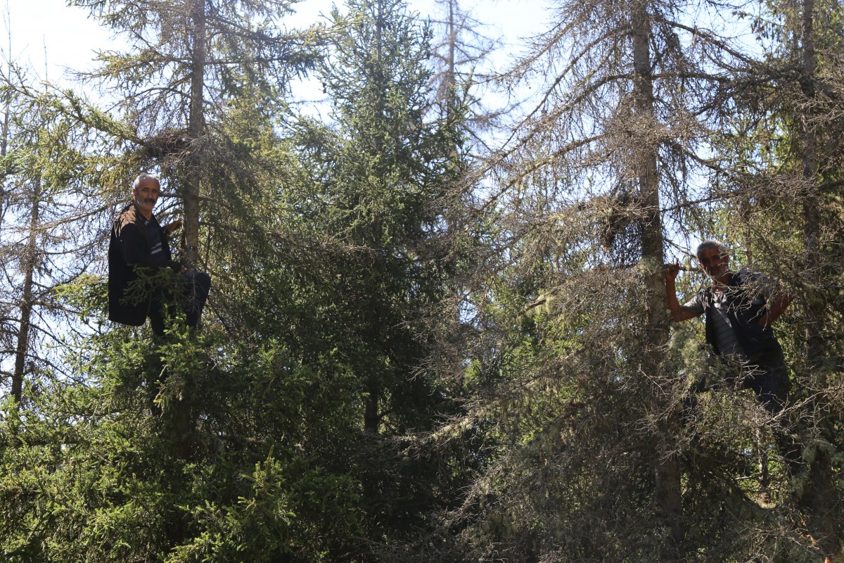 Artvin’de çam sakızının fiyatı altınla yarışıyor