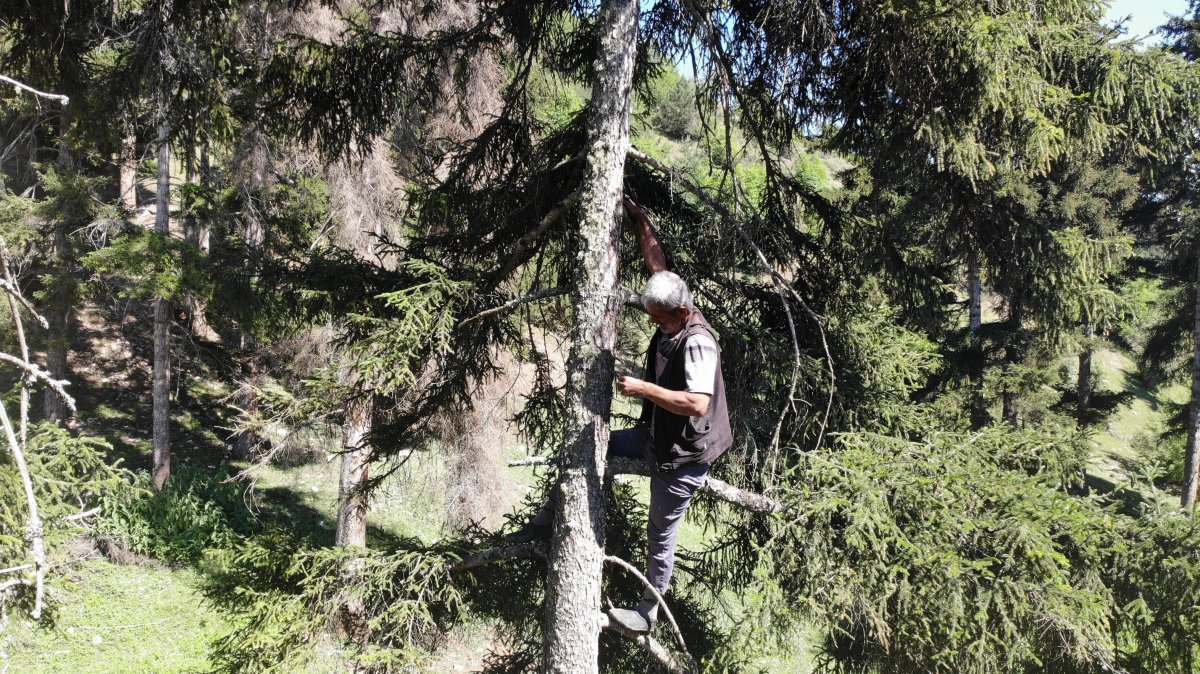 Artvin’de çam sakızının fiyatı altınla yarışıyor