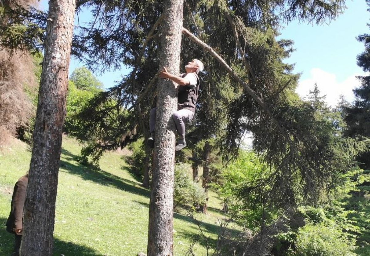 Artvin’de çam sakızının fiyatı altınla yarışıyor