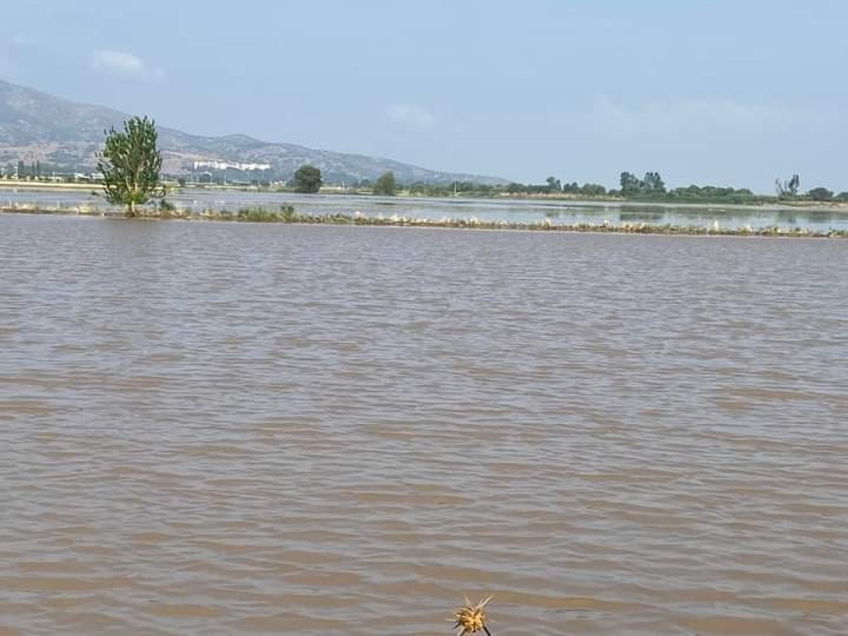 Aydın'da geçen yıl kuraklık bu sene de yağışlar üreticileri üzdü