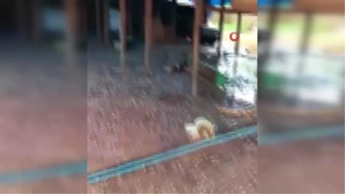 Bartın'da sel taşkını sırasında  56 köpek telef oldu