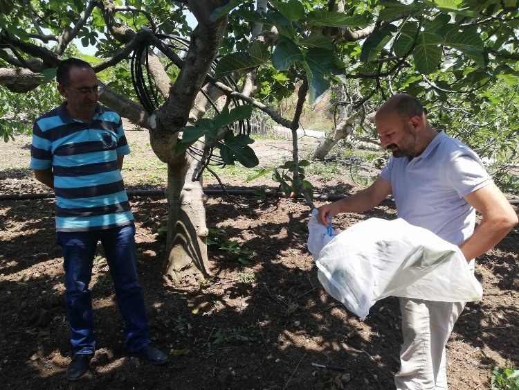 Bursa Mudanya'da incir sahalarında dal izolasyonu yapıldı