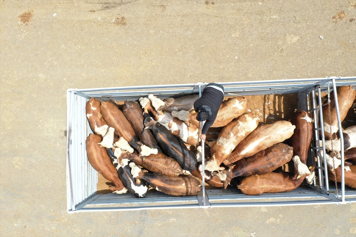 Doğu Anadolu'dan büyükşehirlere kurbanlık sevkiyatı başladı