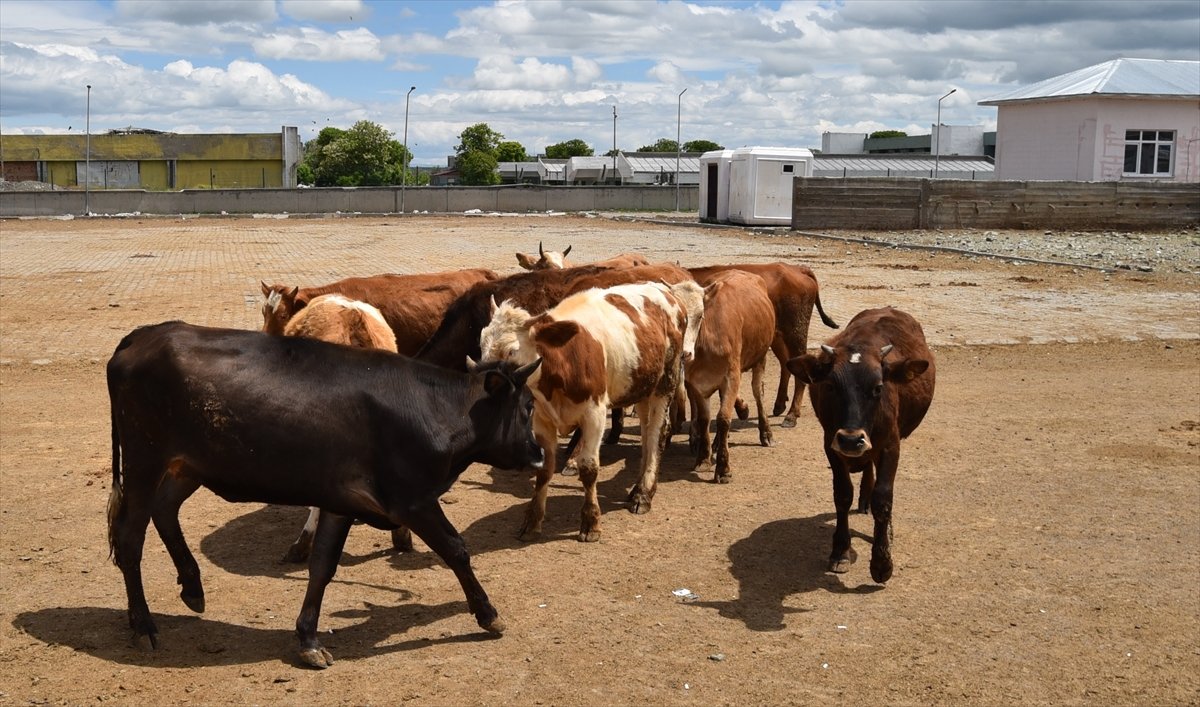 Doğu Anadolu'dan büyükşehirlere kurbanlık sevkiyatı başladı
