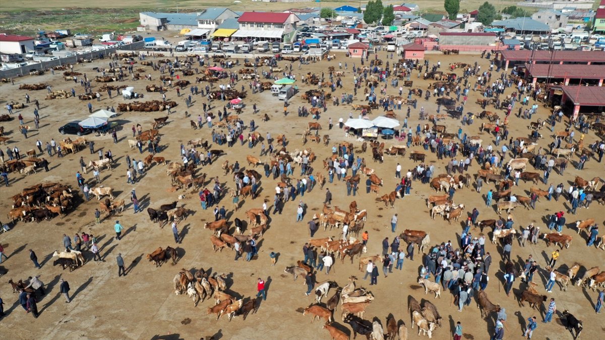 Doğu Anadolu'dan büyükşehirlere kurbanlık sevkiyatı başladı
