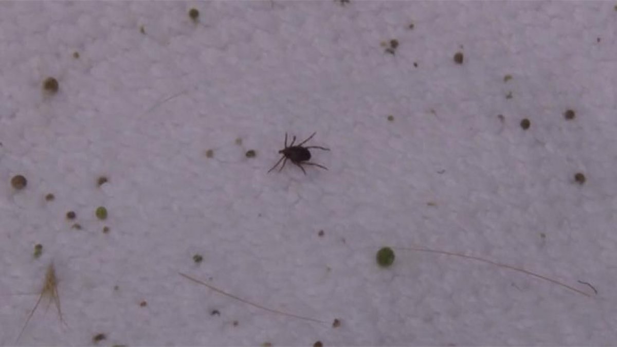 Doğu Karadeniz'de kene vakaları artıyor