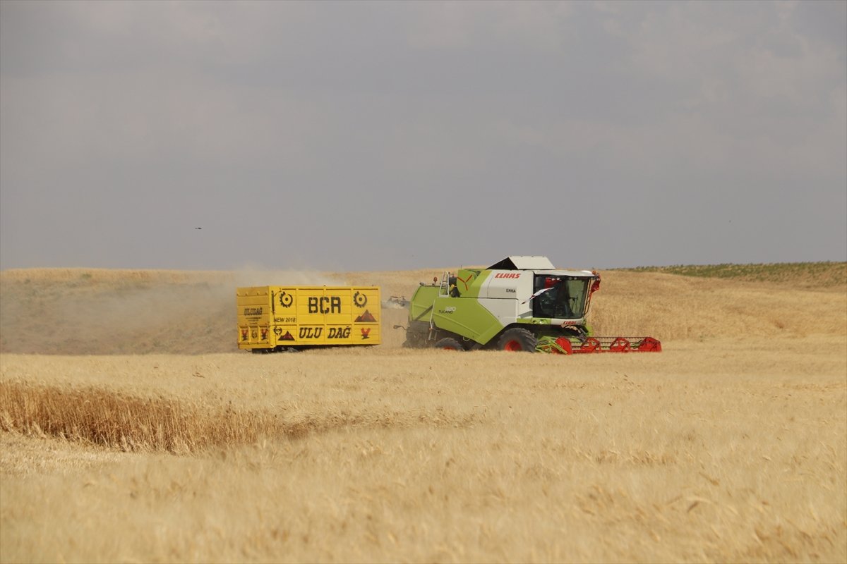 Garzan Ovası'nda buğday hasadına halaylı başlangıç