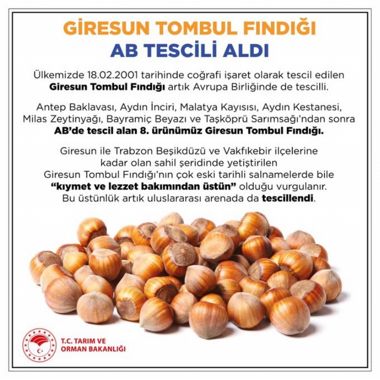 Giresun Tombul Fındığı'na AB tescili