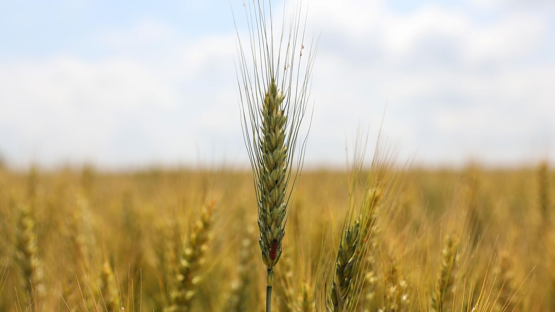 Lugansk Halk Cumhuriyeti lideri Paseçnik: Suriye’ye tahıl tedarik etmeye hazırız