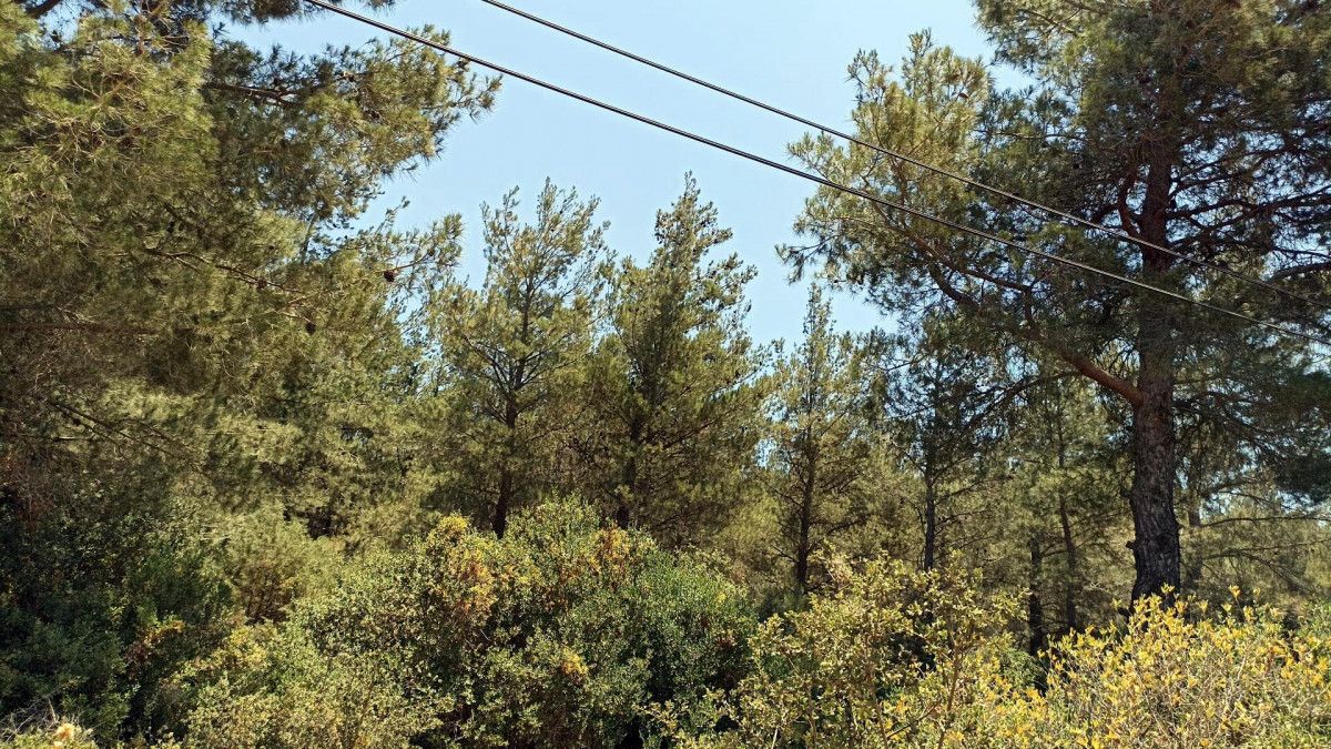 Muğla'da yangın önlemi: Ormana giriş yasaklandı