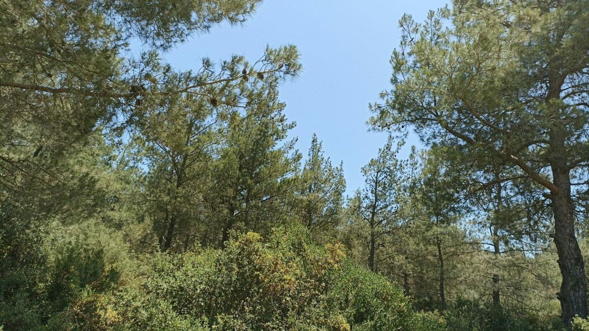 Muğla'da yangın önlemi: Ormana giriş yasaklandı