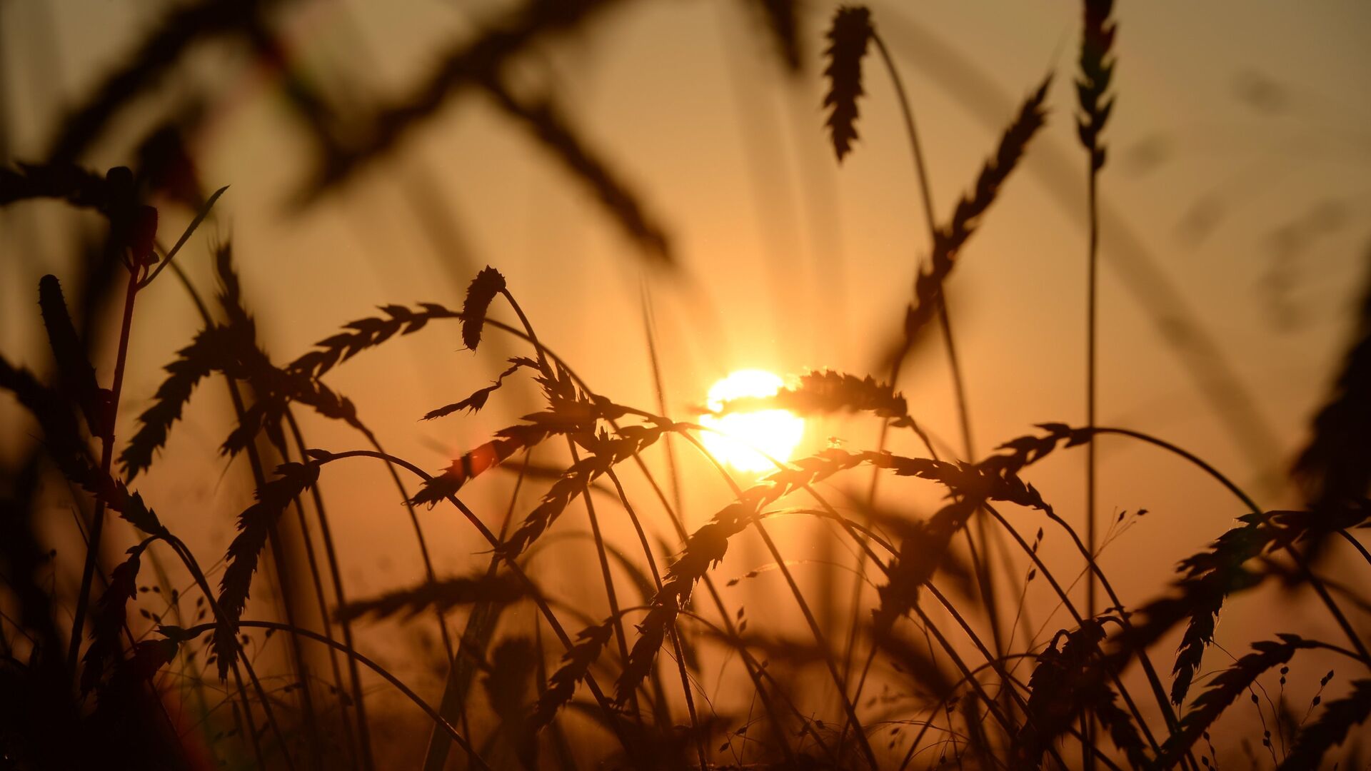 ‘Rusya'ya yaptırım uygulayıp, gıda krizi yaratmakla suçlamak kelimenin tam anlamıyla ikiyüzlülüktür’