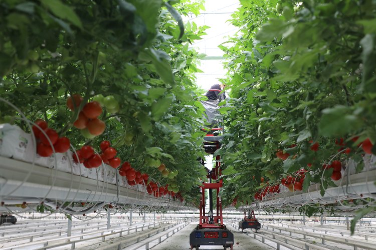 Sakarya'da bereketli hasat... İlk ürünler sofrada