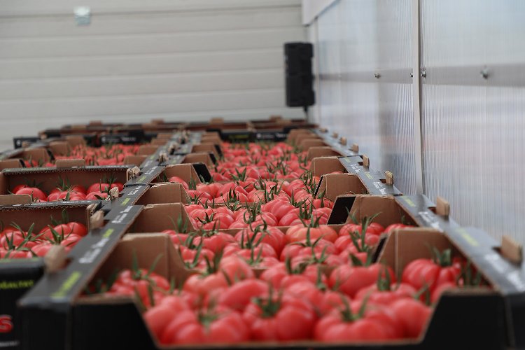 Sakarya'da bereketli hasat... İlk ürünler sofrada