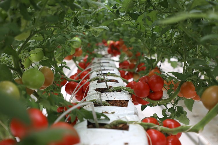 Sakarya&#039;da bereketli hasat... İlk ürünler sofrada