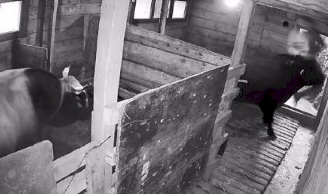 Artvin'de boğanın saldırdığı şahıs hastanelik oldu