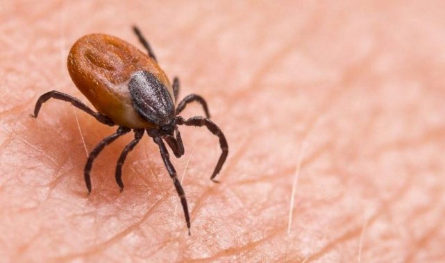 Doğu Karadeniz'de kene vakaları artıyor