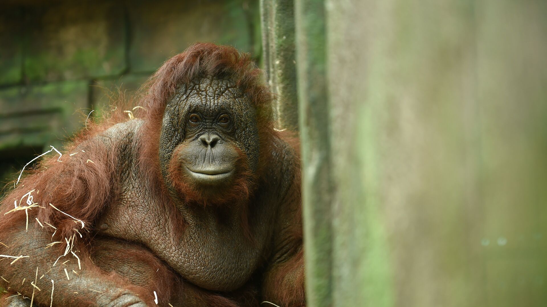 Tekme atıp sinirlendirdiği orangutandan dakikalarca kurtulamadı