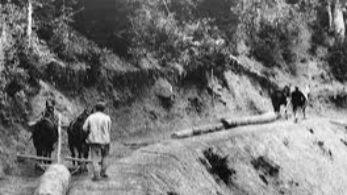 Vakanivüs, CHP&#039;nin orman katliamına neden olan uygulamasını yazdı