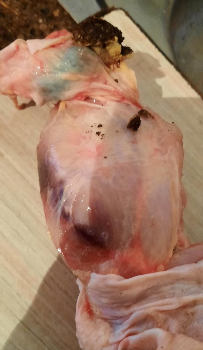 Van'da satın aldığı tavuğun içinden kurt çıktı