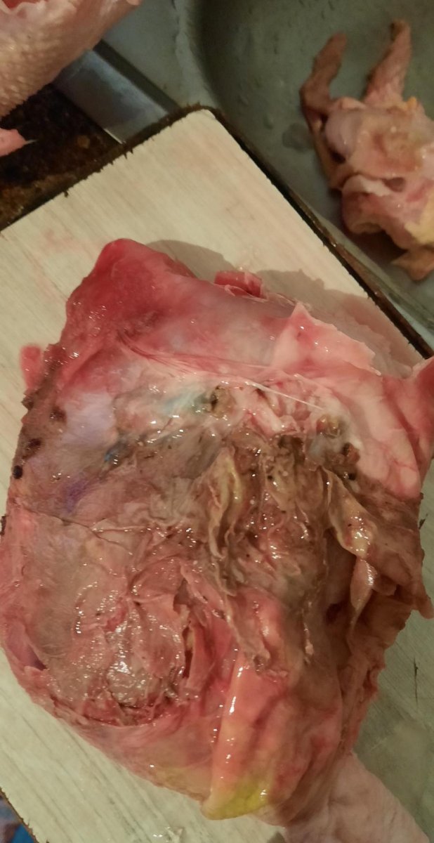 Van'da satın aldığı tavuğun içinden kurt çıktı