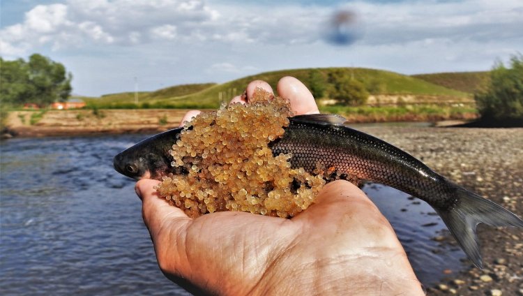Van'ı uçaracak 'Çılgın' hedefler