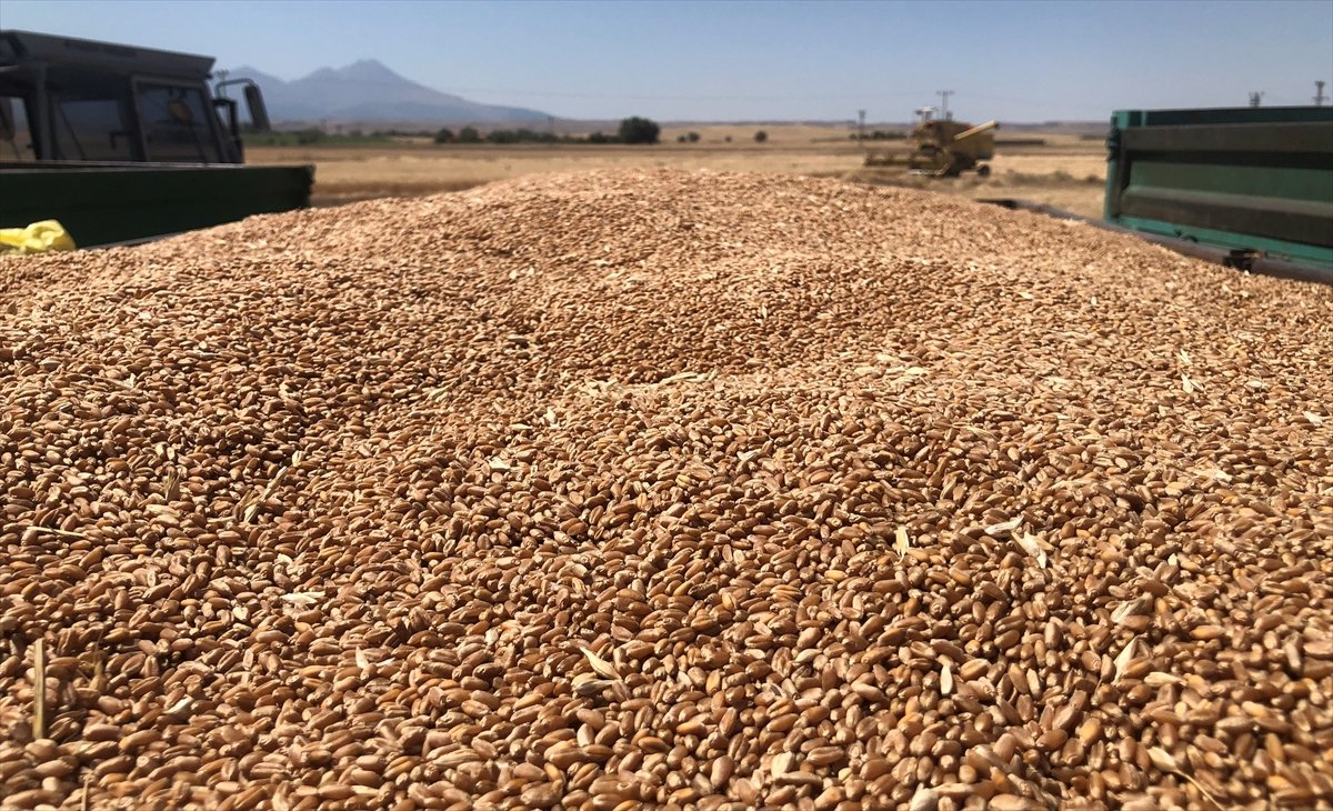 Aksaray'da yerli ve milli yeni buğday hasat edildi