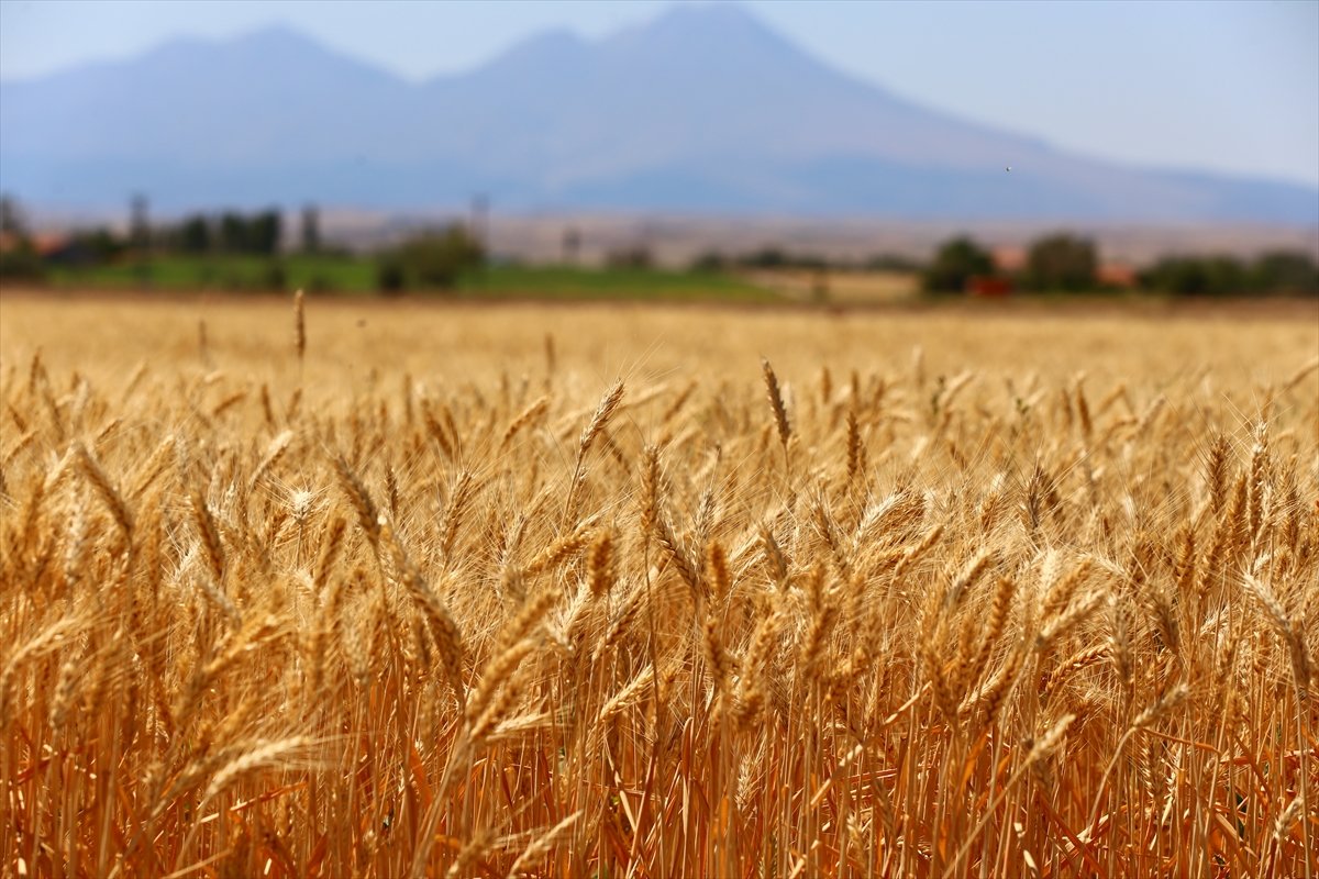 Aksaray'da yerli ve milli yeni buğday hasat edildi