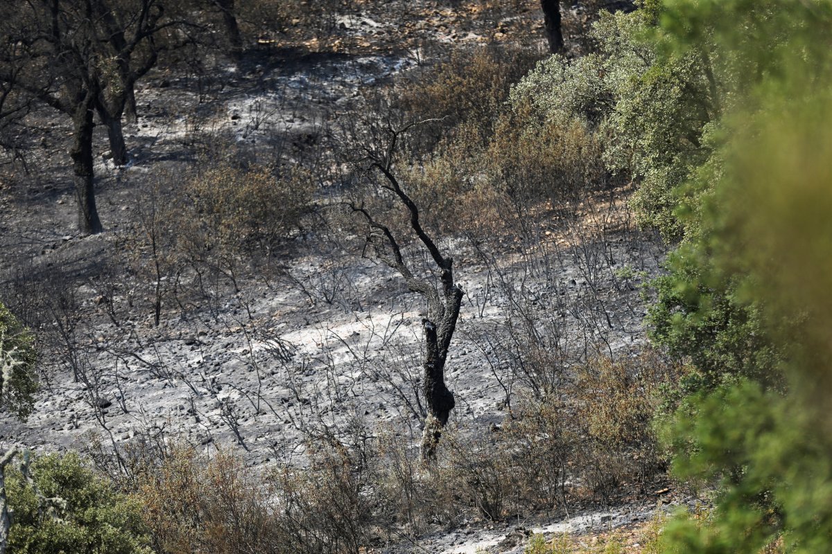 Aşırı sıcaklar, Avrupa ve ABD'de orman yangınlarını tetikledi