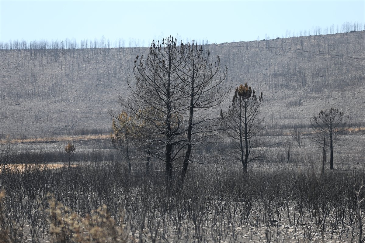 Avrupa'nın orman yangını bilançosu