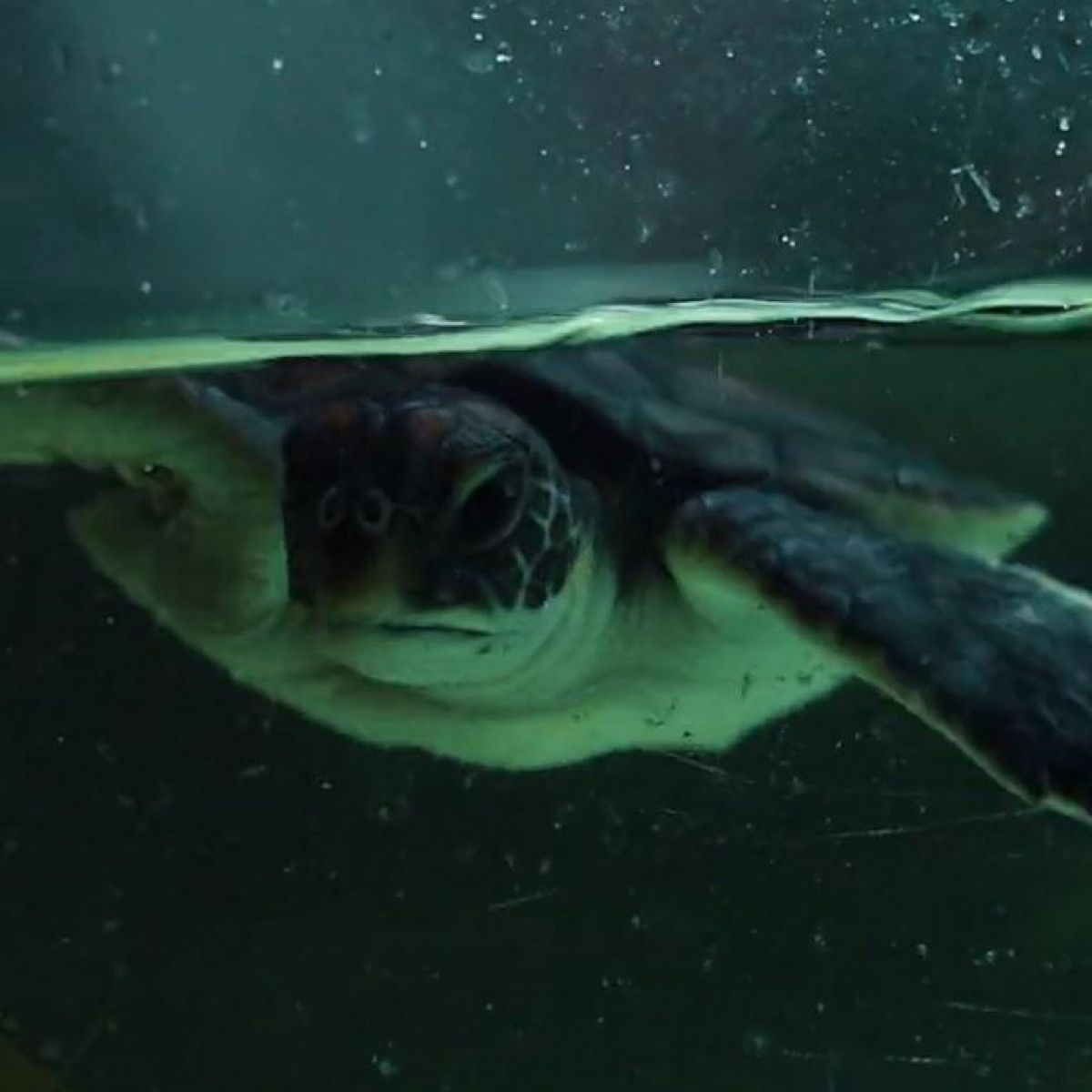 Avustralya’da kurtarılan kaplumbağanın midesinden sadece plastik çıktı
