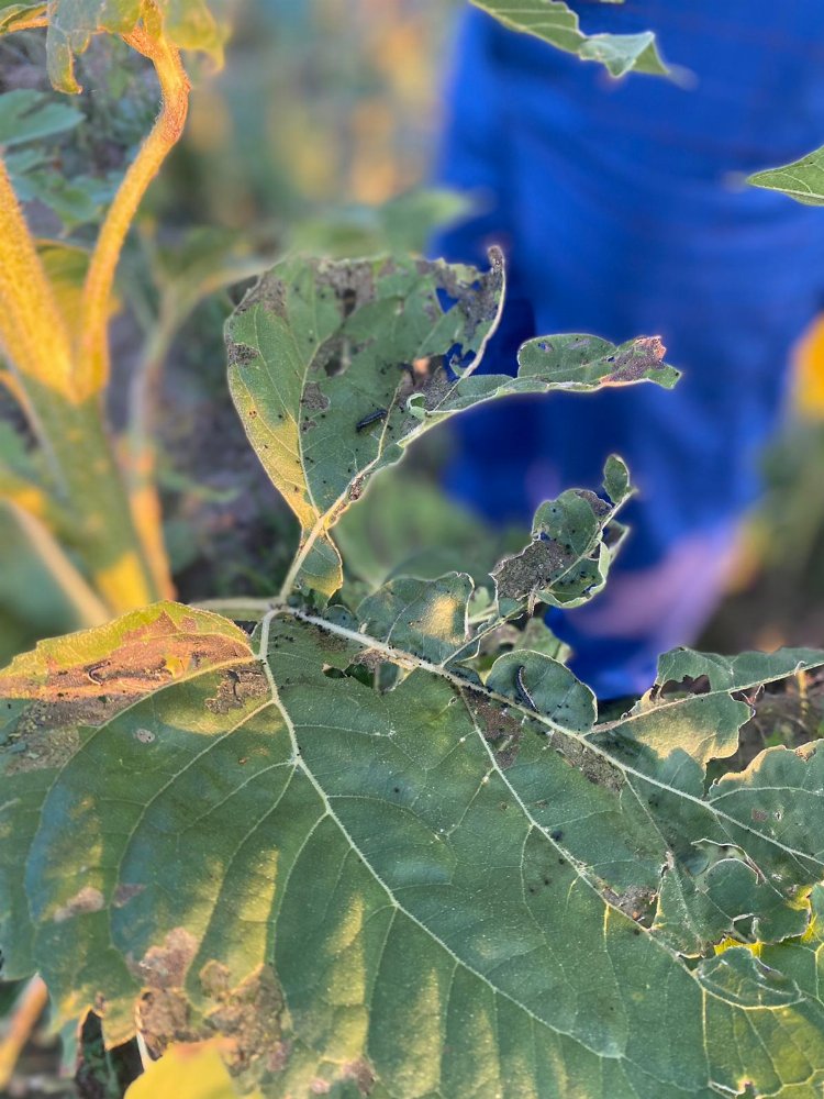 Bilecik'te çayır tırtılıyla mücadele