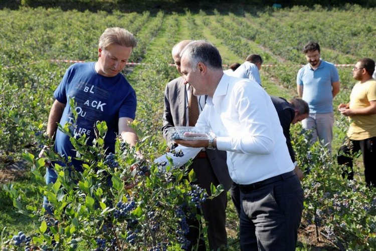 Bursa İnegöl'de yeni trend... 30 ton rekolte bekleniyor