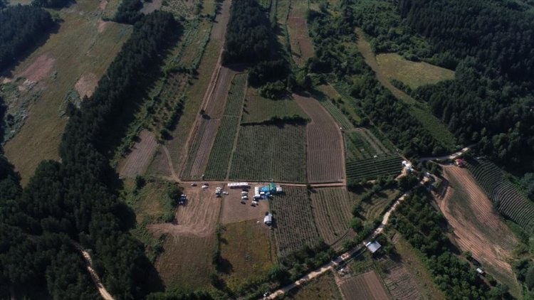 Bursa İnegöl'de yeni trend... 30 ton rekolte bekleniyor