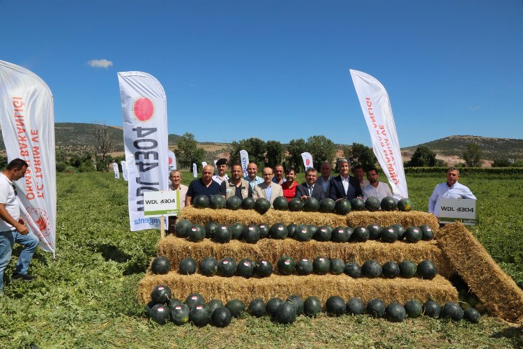 Bursa Karacabey'de karpuz hasadı