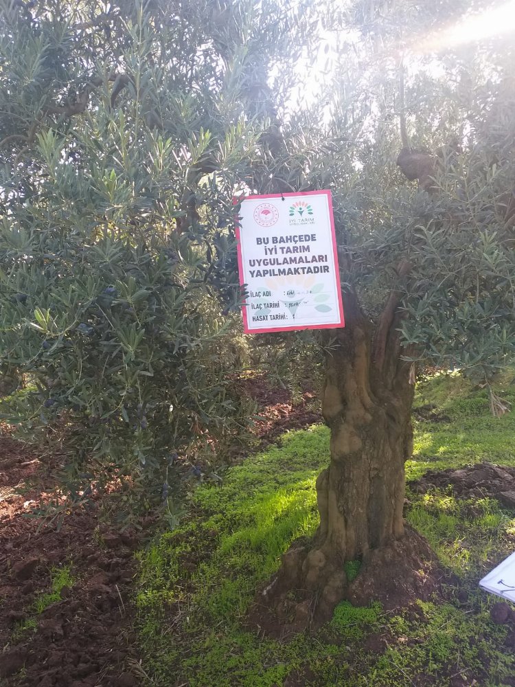 Bursa'da 45 çeşit üründe 'iyi tarım' denetimi