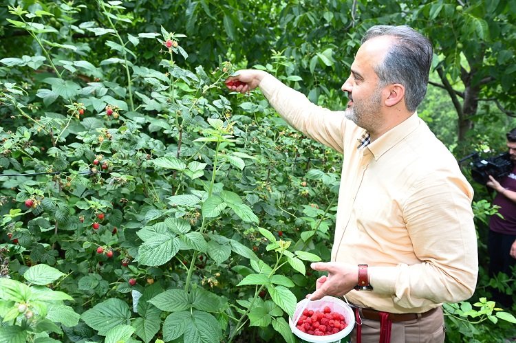 Bursalı çiftçinin hasat bayramı