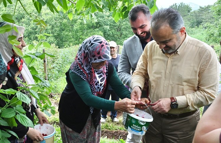 Bursalı çiftçinin hasat bayramı